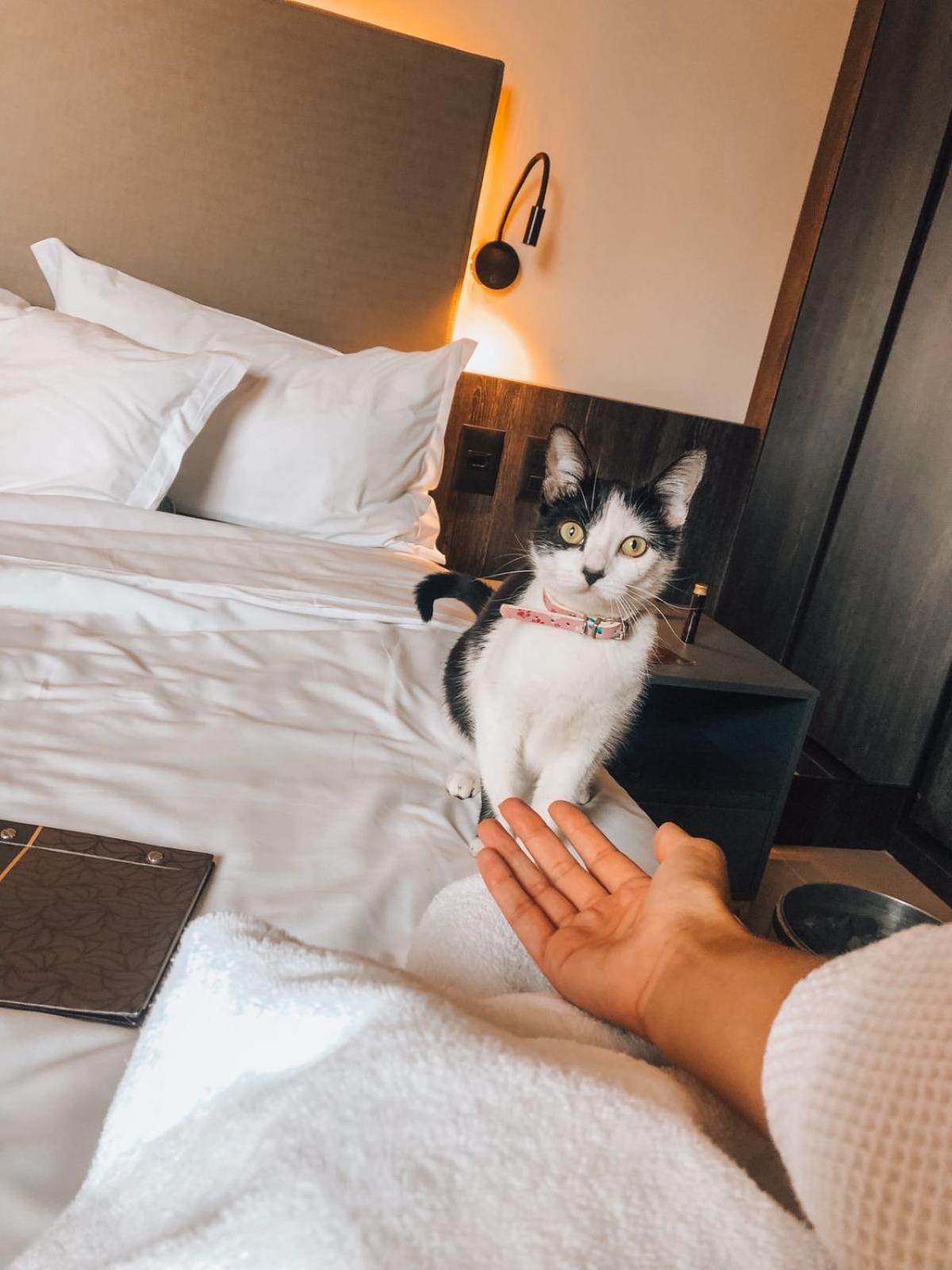 Royal Boutique Savassi Hotel Belo Horizonte Buitenkant foto A cat at the hotel